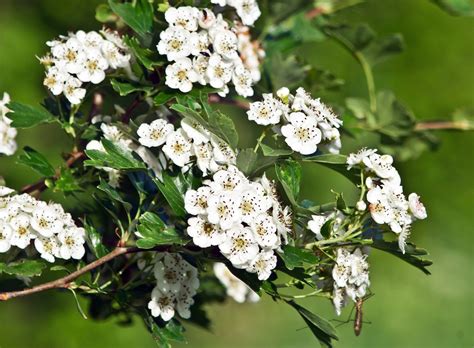 HAWTHORN .